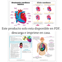 Cargar imagen en el visor de la galería, Flashcards de Medicina interna PDF
