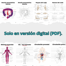 Cargar imagen en el visor de la galería, Libro en PDF: Anatomía para colorear (versión para imprimir)
